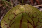 Purple pitcherplant